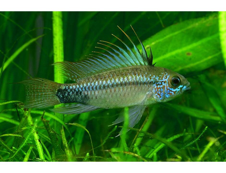 Apistogramma trifasciata 3-3,5 cm