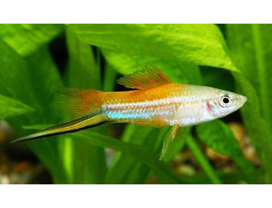 Xiphophorus helleri Ananas - Mečovka papouščí 4-5 cm