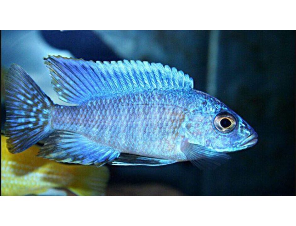 Aulonocara stuartgranti Blue Turquoise 4-5 cm