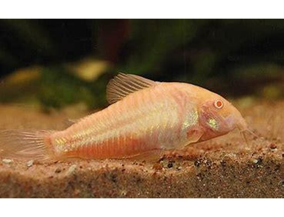 Corydoras aeneus Albino - Pancéřníček zlatopásý albín 2,5-3 cm