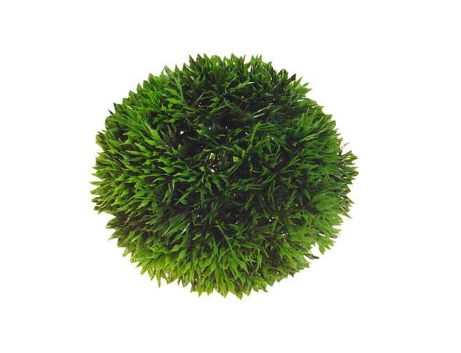 Hobby Plant Ball 9cm