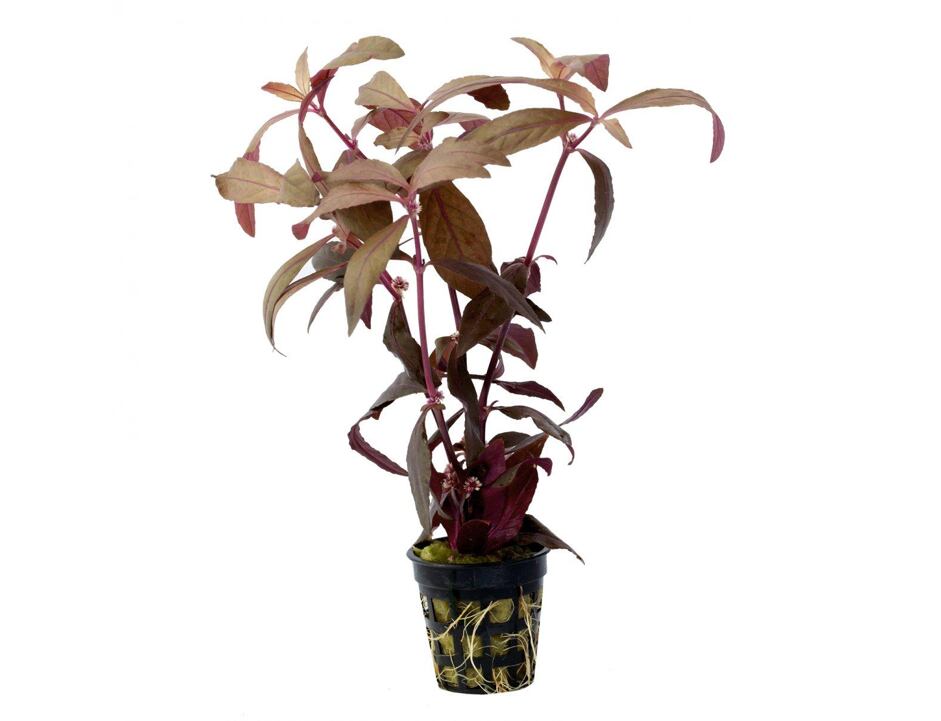 Alternanthera Rubra
