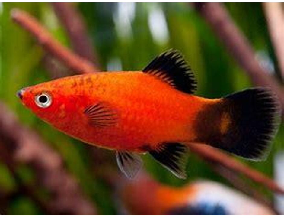 Xiphophorus maculatus WG - Plata WG 3 cm