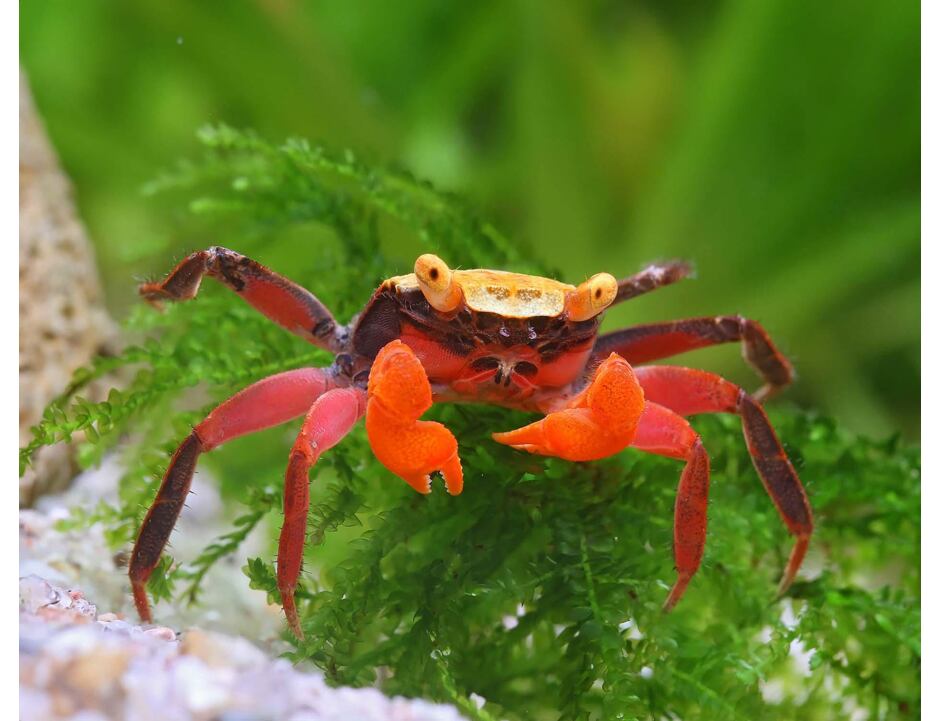 Geosesarma  Krab Vampír