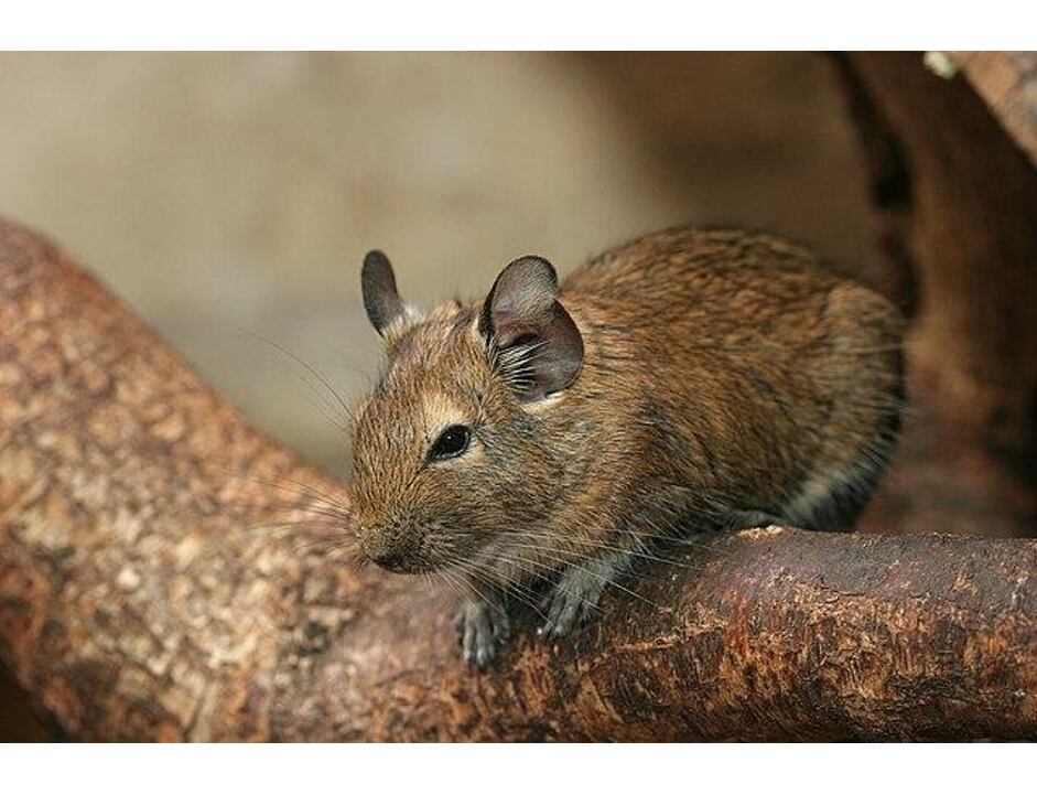 Osmák degu mix barev