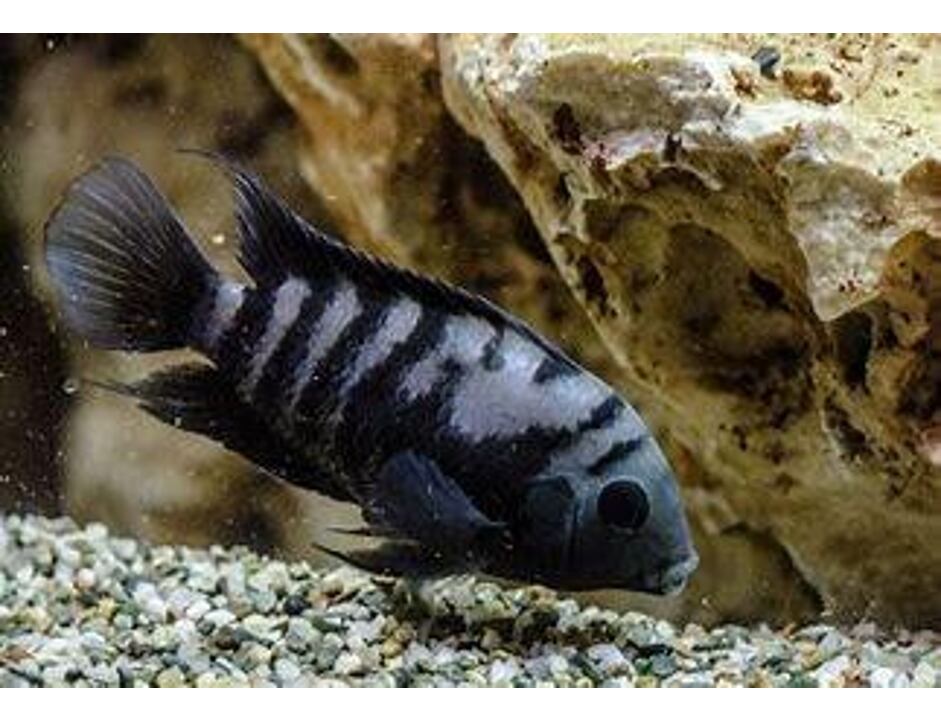 Cichlasoma nigrofasciatum - Kančík příčnopruhý 4-5 cm