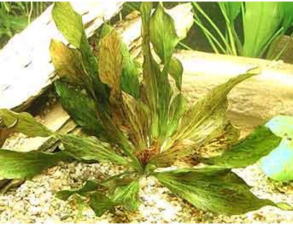 Echinodorus Ocelot Red