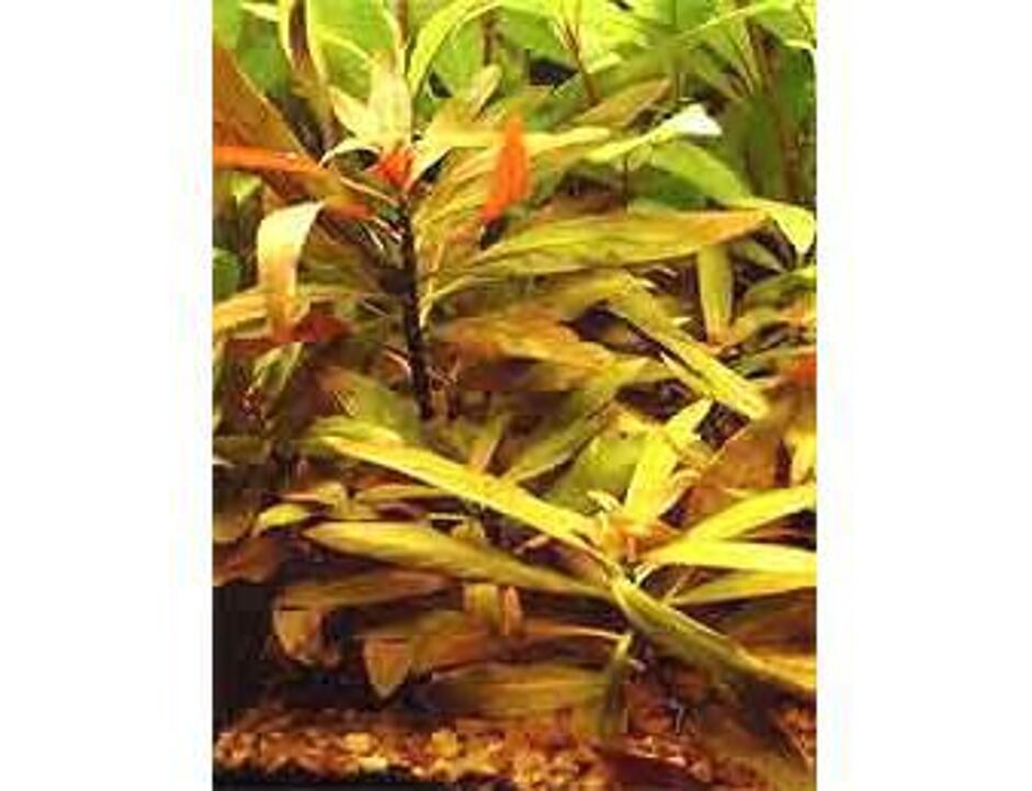 Ludwigia Peruensis