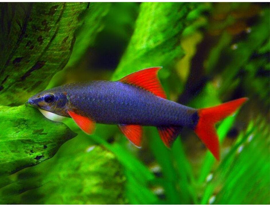 Epalzeorhynchos frenatum - Parmička červenoploutvá 4-5 cm