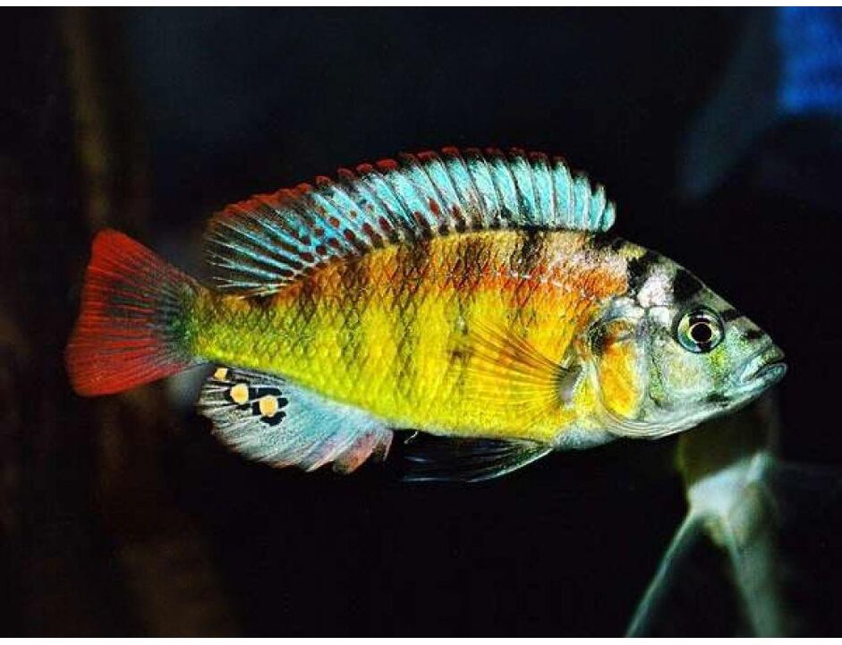 Haplochromis sp. Yellow Belly 3-4 cm