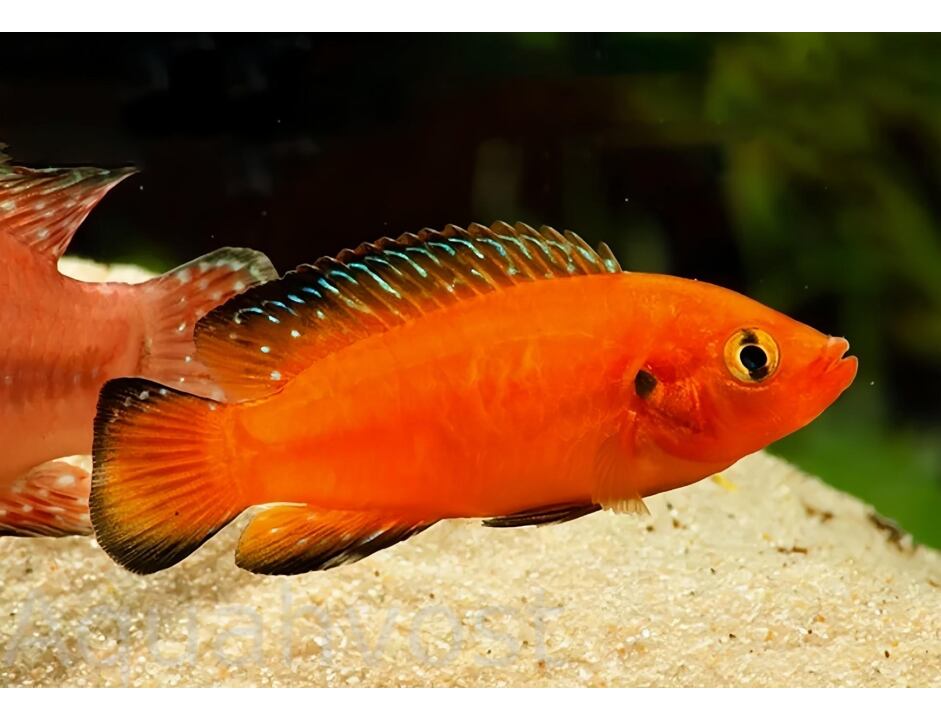 Hemichromis exsul - Perlovka turkanská 4-5 cm