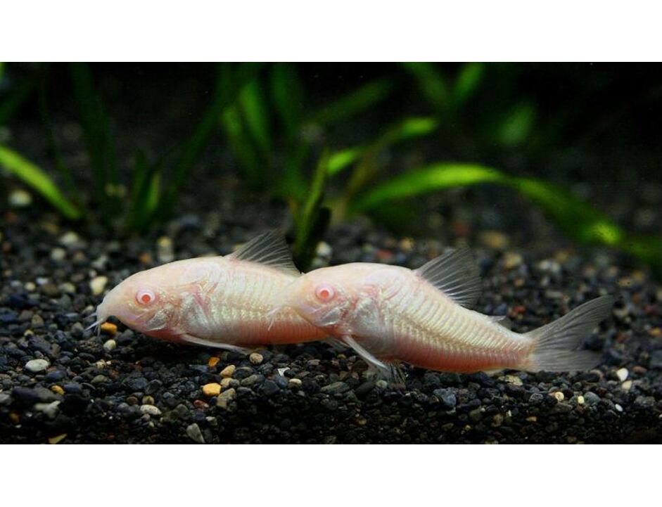 Corydoras paleatus Albino - Pancéřníček skvrnitý albín 2,5-3 cm
