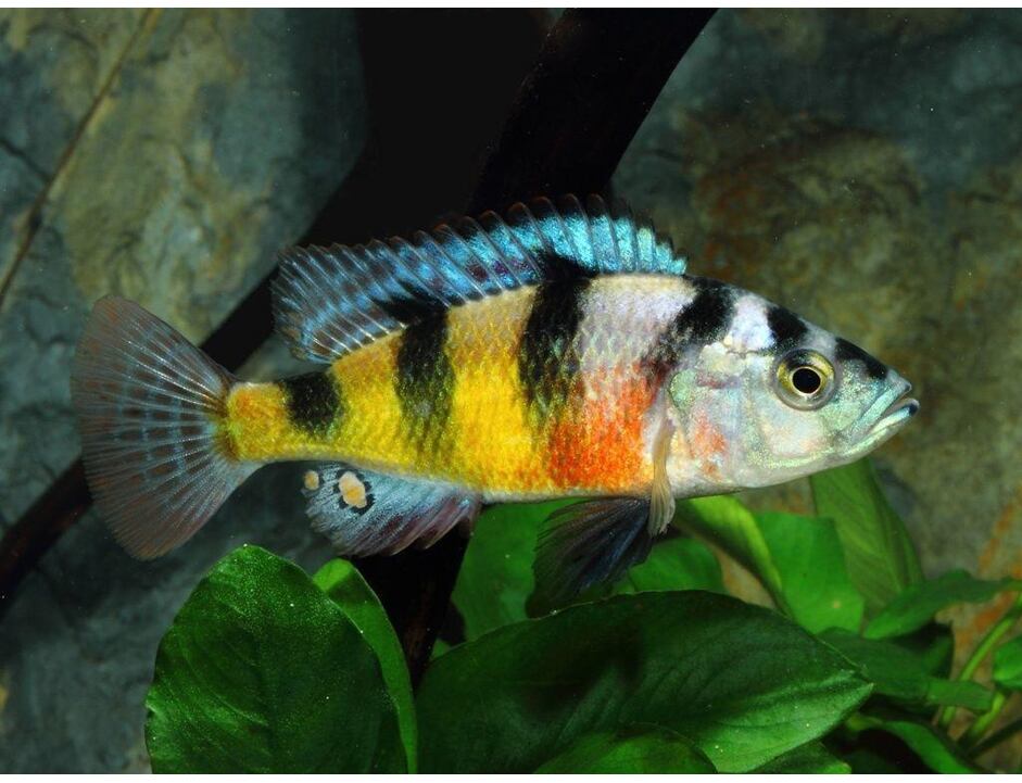 Haplochromis obliquidens Zebra 4-5 cm