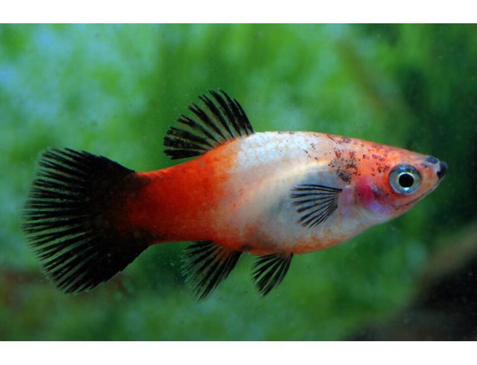 Xiphophorus maculatus SHOWA Tricolor - Plata SHOWA 3 cm