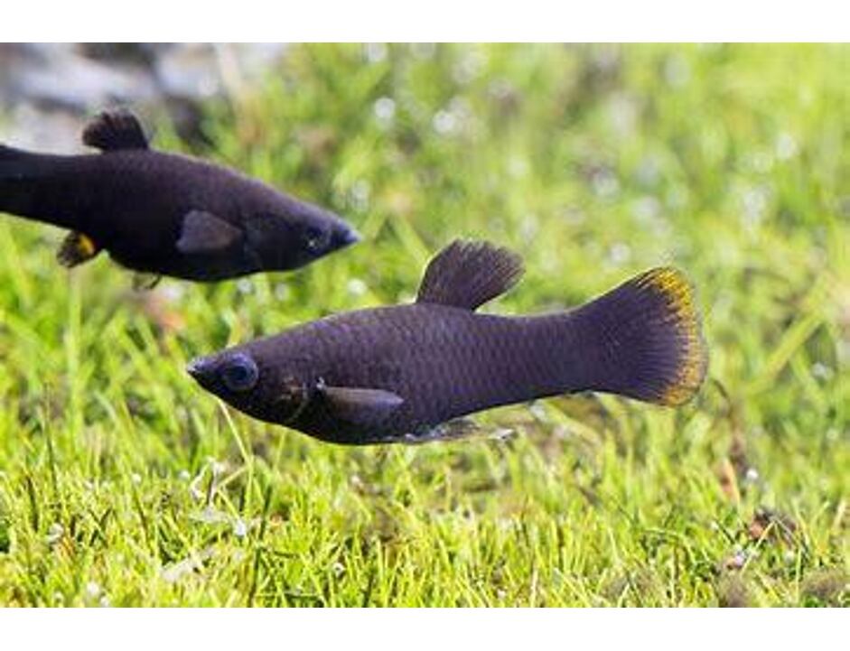 Poecilia sphenops Black - Černá molly 4-5 cm