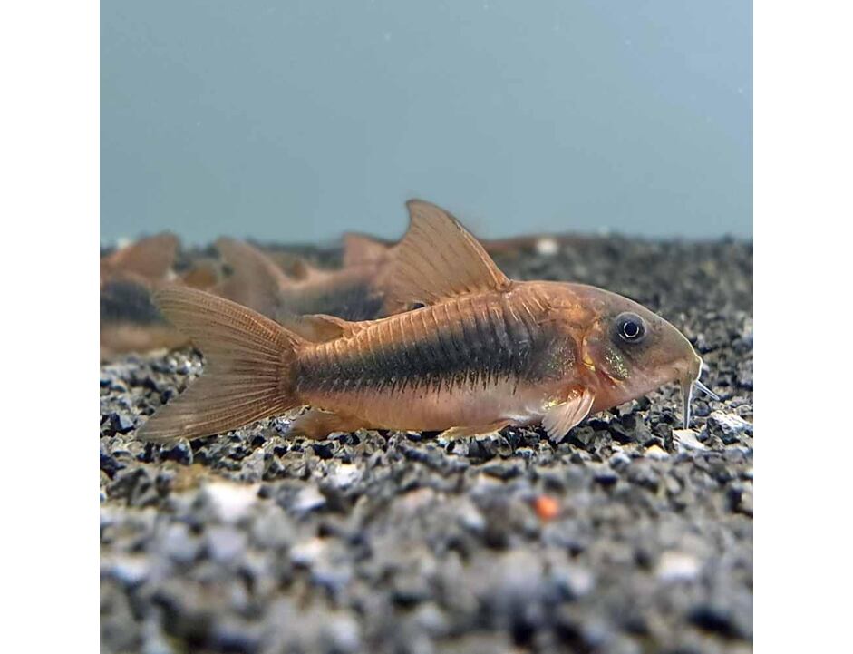 Corydoras aeneus - Pancéřníček zlatopásý 2,5-3 cm