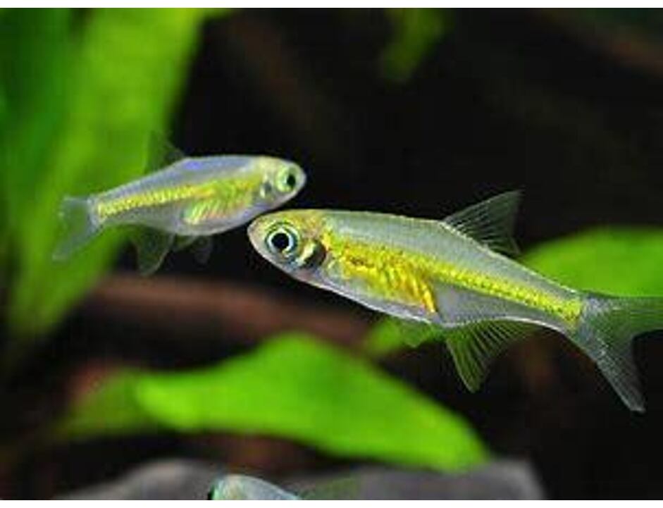 Microrasbora kubotai 1,5 cm