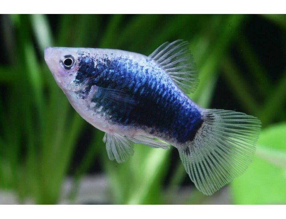 Xiphophorus maculatus Tuxedo blue - Plata Tuxedo 3 cm