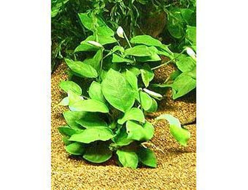 Anubias barteri var. nana