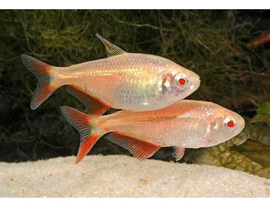 Hemigrammus caudovittatus Gold - Tetra kosočtverčná zlatá 3-4 cm