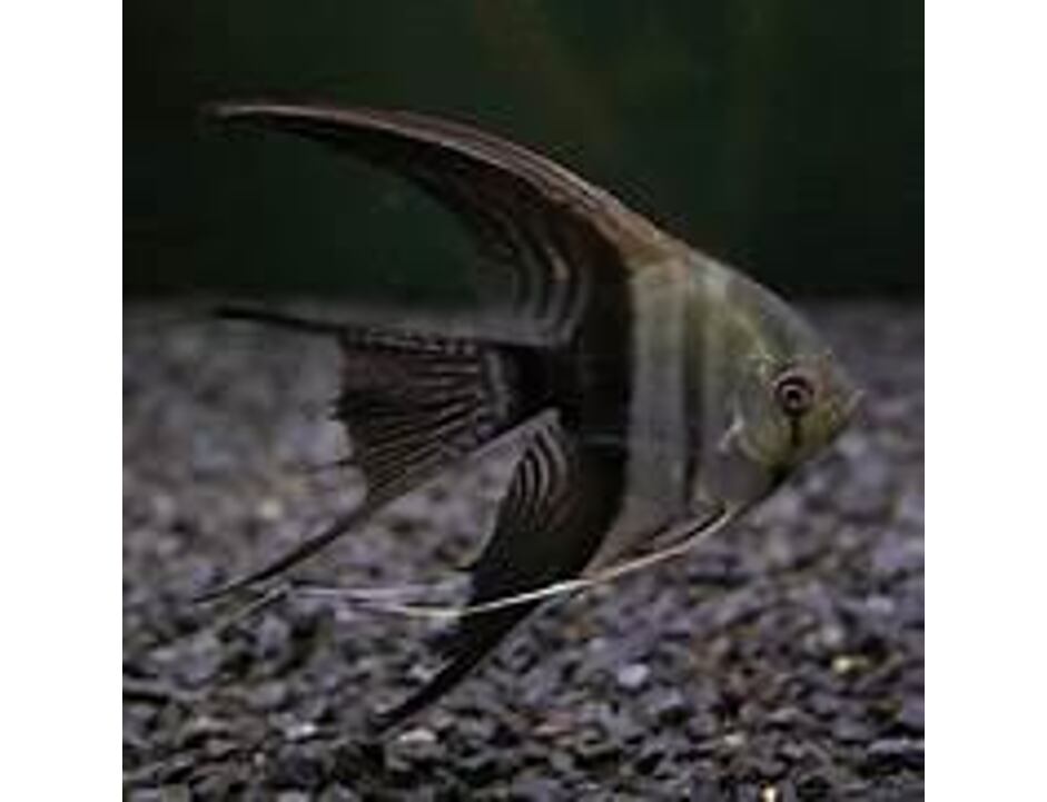 Pterophyllum scalare bicolor LF - Skalára bicolor závoj 4-5 cm