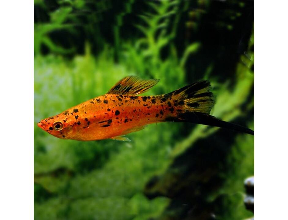 Xiphophorus helleri Berlin - Mečovka berlínská 4-5 cm