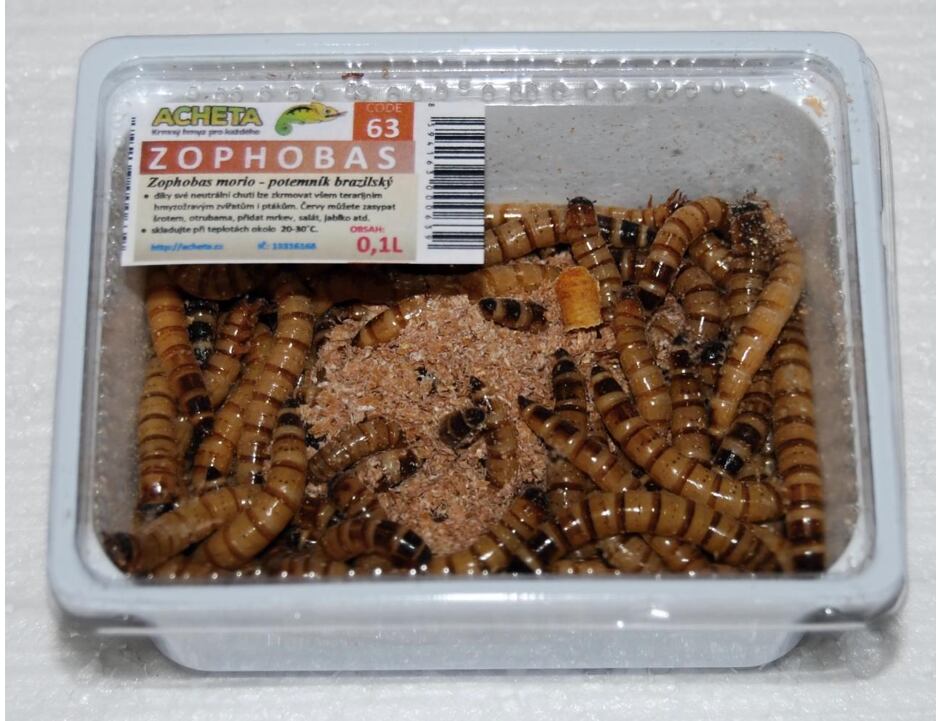 Potemník brazilský Zophobas 0,1L