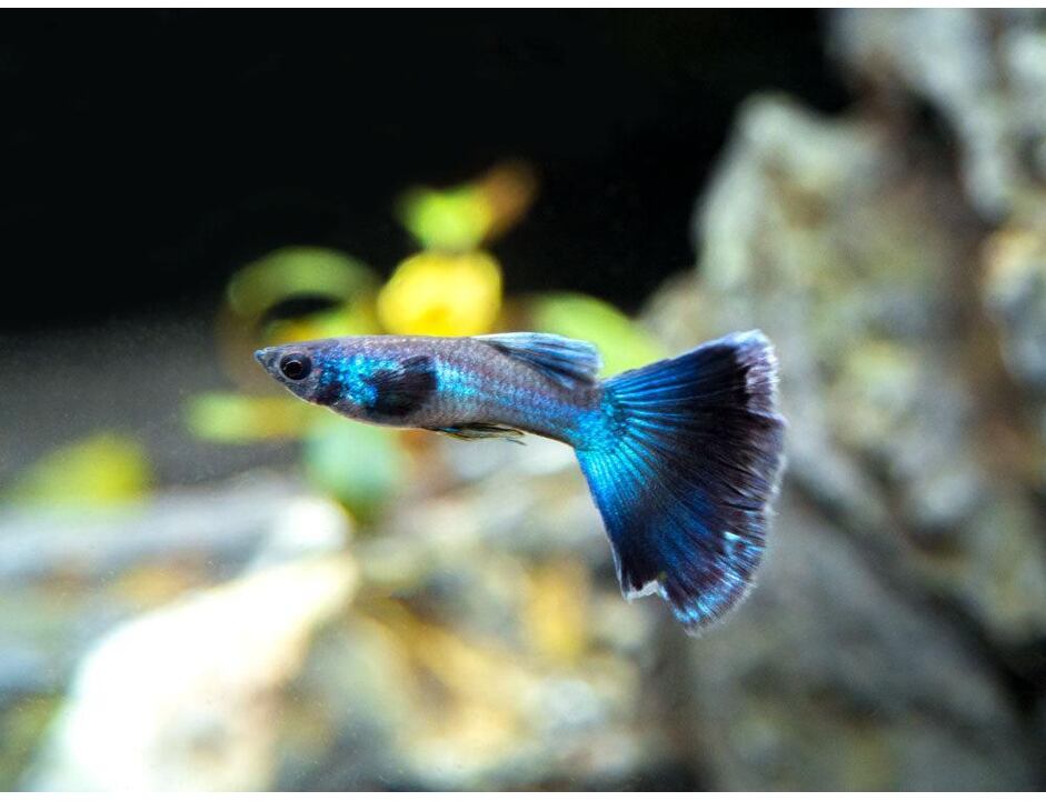 Poecilia reticulata Moscow Blue - Paví oko Moskva pár