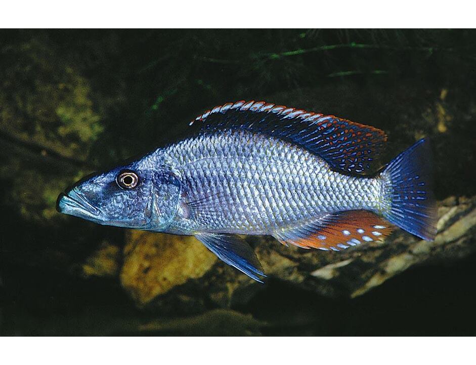 Dimidiochromis compressiceps - Cichlida plochohlavá 4-5 cm