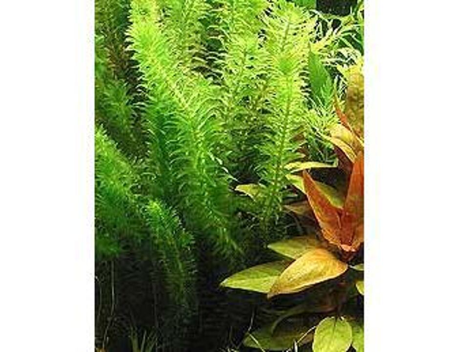 Egeria densa