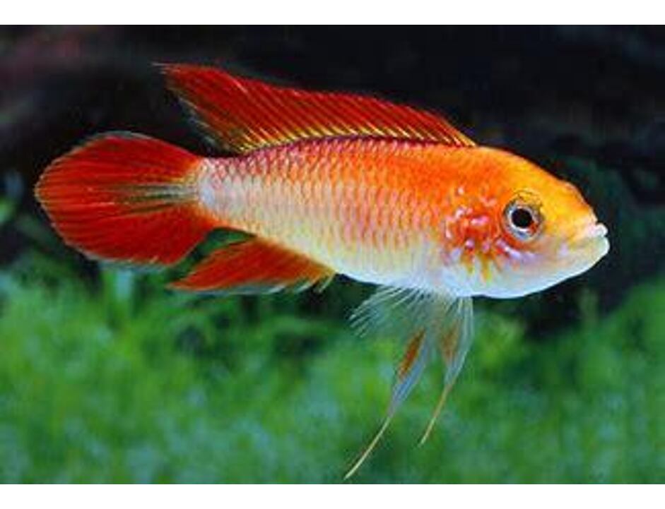 Apistogramma agassizii  var. Fire Red L - Cichlidka Agassizova L 3,5-5cm