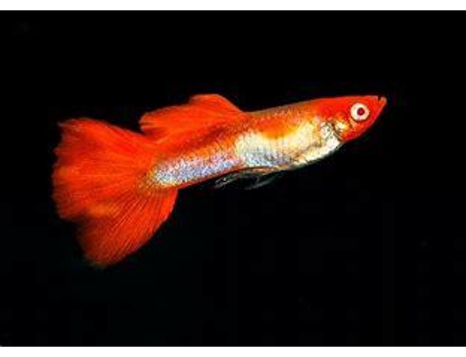Poecilia reticulata Albino Kohaku Koi - Paví oko pár 3-4 cm