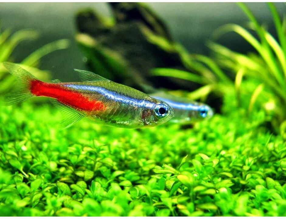 Paracheirodon innesi - Neonka obecná XL 2,7-3 cm