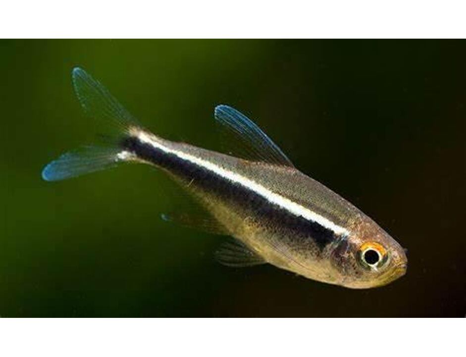 Hyphessobrycon herbertaxelrodi - Neonka černá 2,5 cm