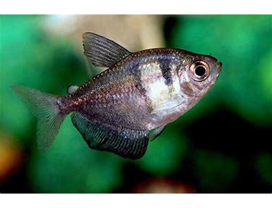 Gymnocorymbus ternetzi - Tetra černá 2-3 cm