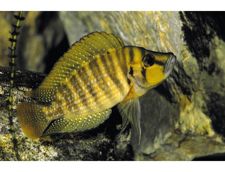 Altolamprologus compressiceps - Pestřenec compresiceps 2,5-3 cm