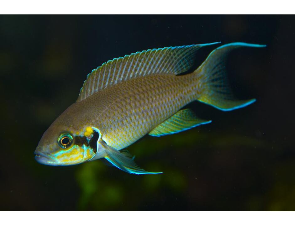 Neolamprologus brichardi - Pestřenec brichardi 3-4 cm