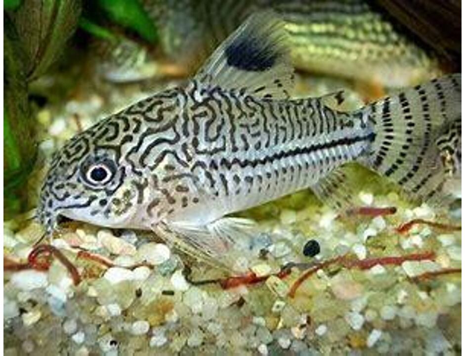 Corydoras trilineatus - Pancéřníček leopardí 2,5-3 cm