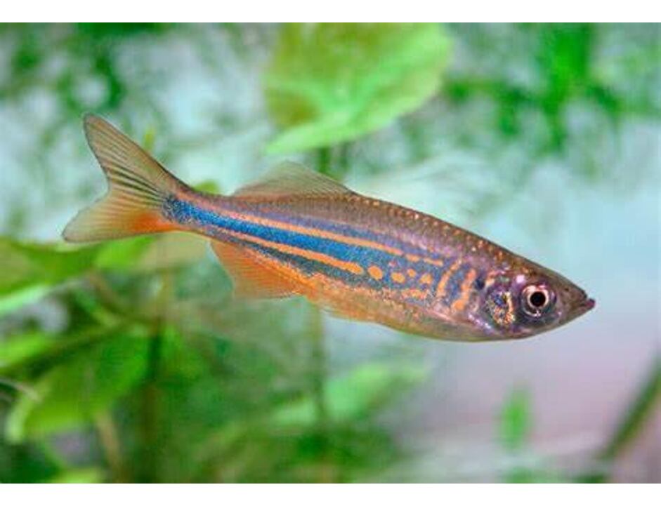 Danio malabaricus - Danio malabarské 3-4 cm