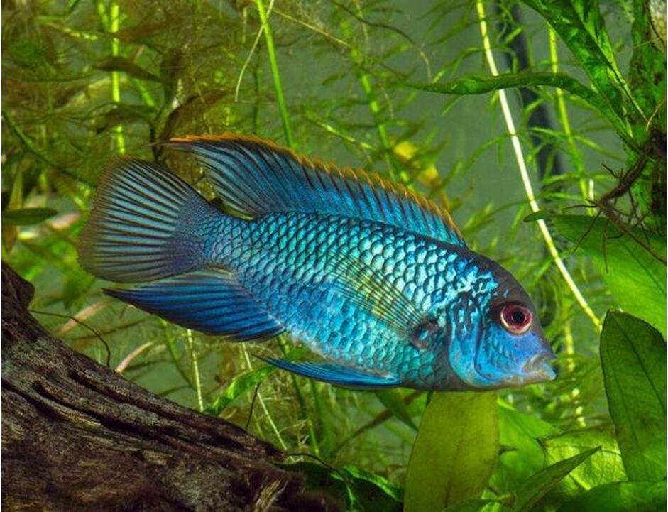 Aequidens pulcher Neon Blau  - Akara modrá 3-4 cm