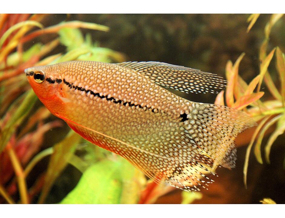 Trichopodus trichopterus mix XL - Čichavec mix XL