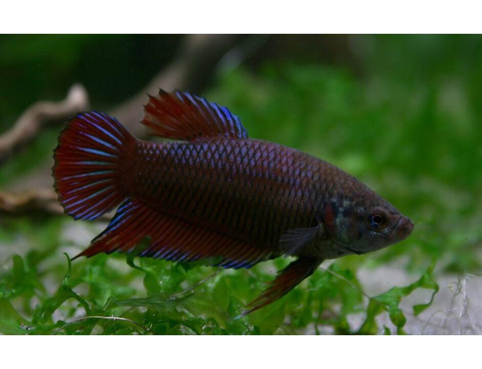 Betta splendens - Bojovnice pestrá samice 3-4 cm