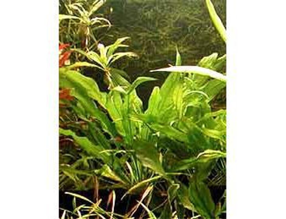 Echinodorus amazonicus