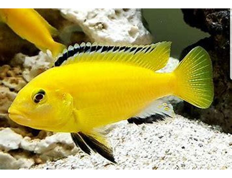 Labidochromis caeruleus - Tlamovec černoploutvý 3-4 cm