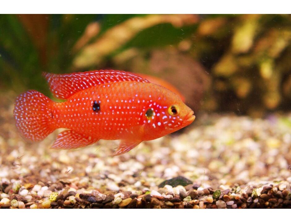 Hemichromis lifalili - Perlovka rudá 3-4 cm