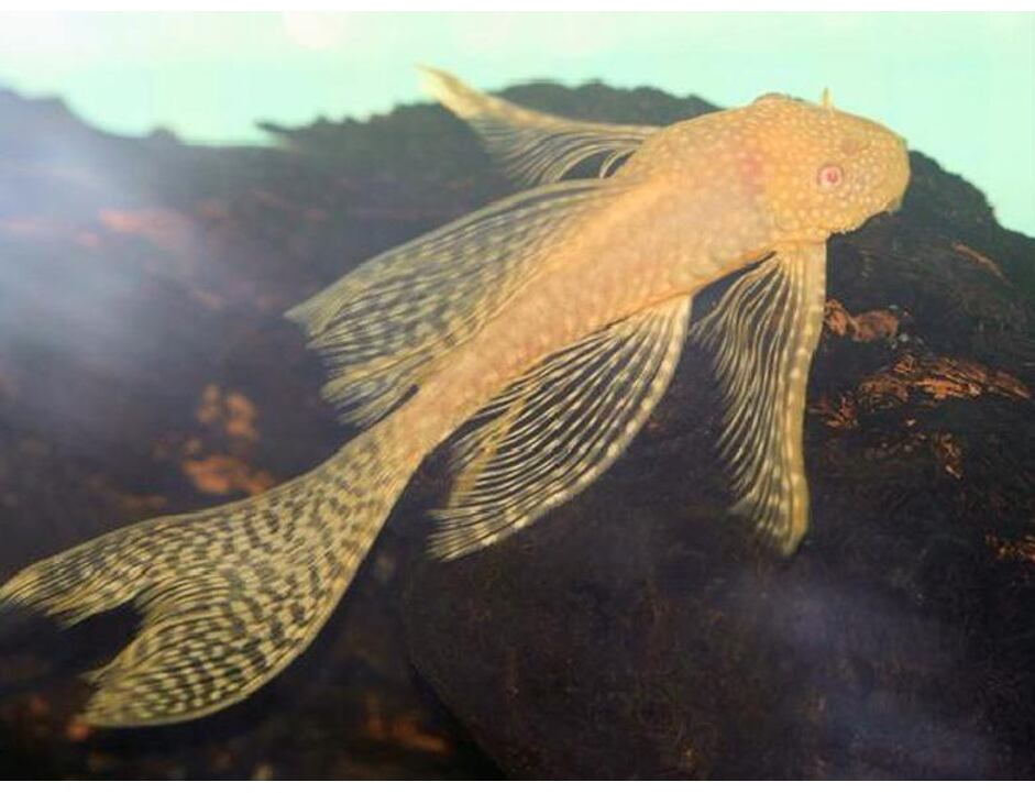 Ancistrus sp. Gold LF - Krunýřovec zlatý závojový 4 cm