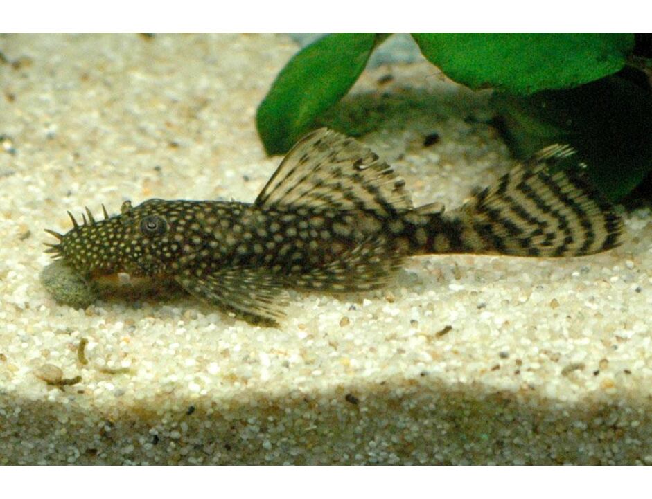 Ancistrus dolichopterus - Krunýřovec modrý 5-6 cm