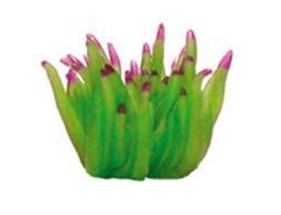Mini Coral Atlantic Anemone 1 - Caribbean