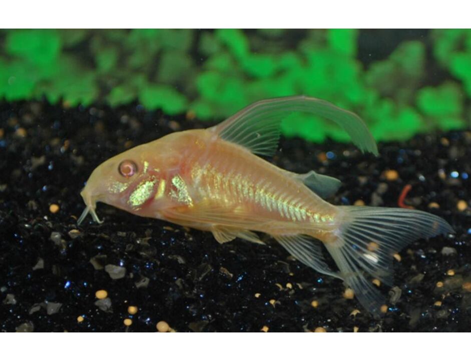 Corydoras paleatus Albino LF - Pancéřníček skvrnitý albín závojový 2,5-3 cm
