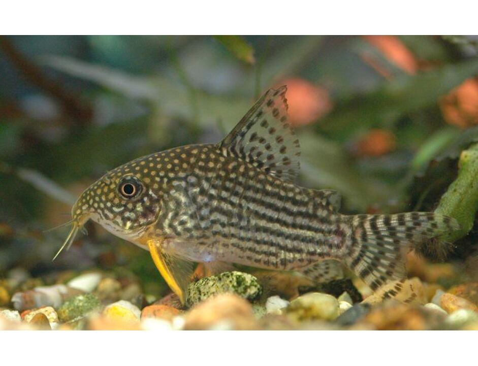 Corydoras sterbai - Pancéřníček Štěrbův 2,5-3 cm